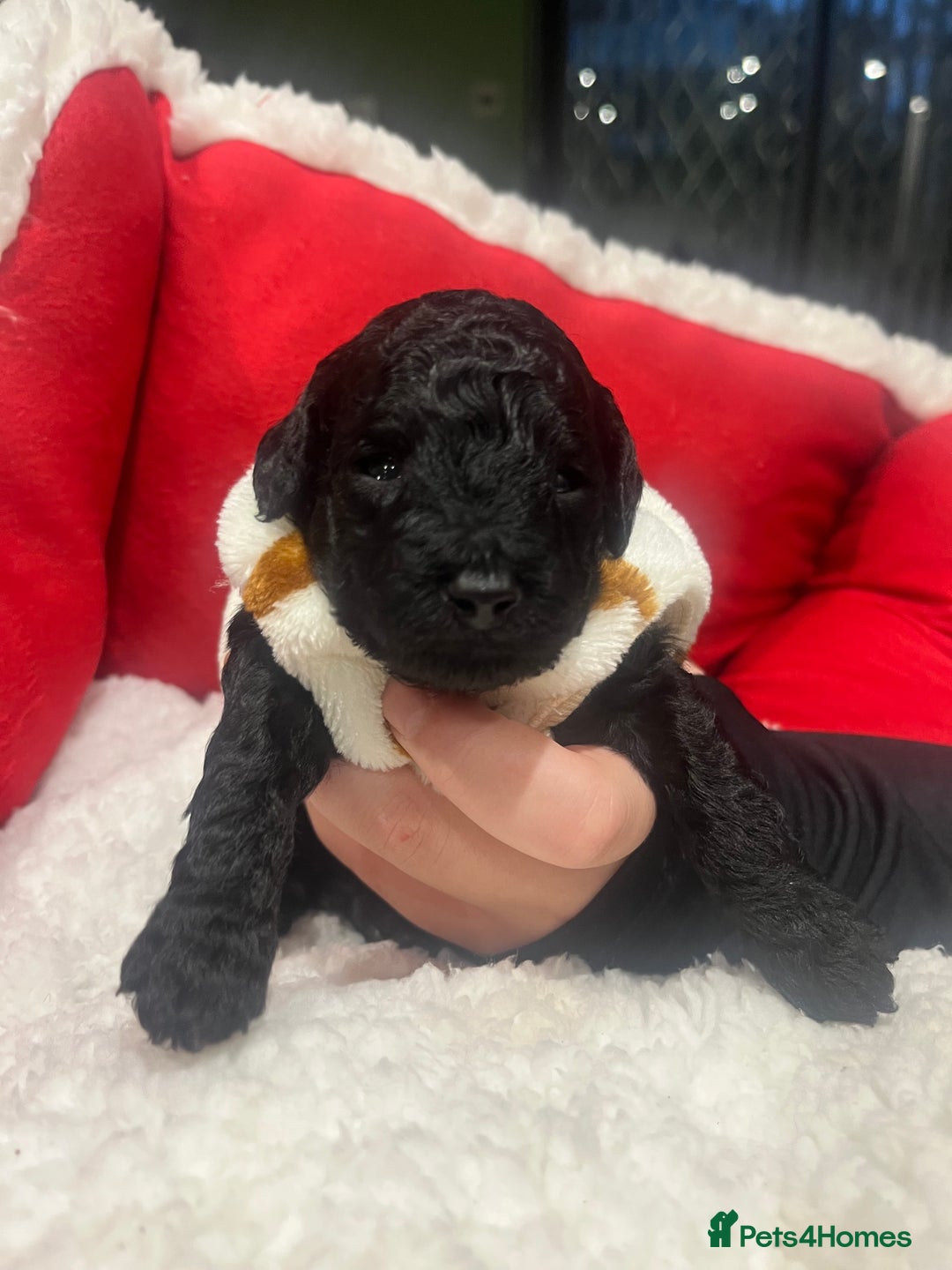 Miniature Poodle dogs for sale: miniature poodles  - Advert 12