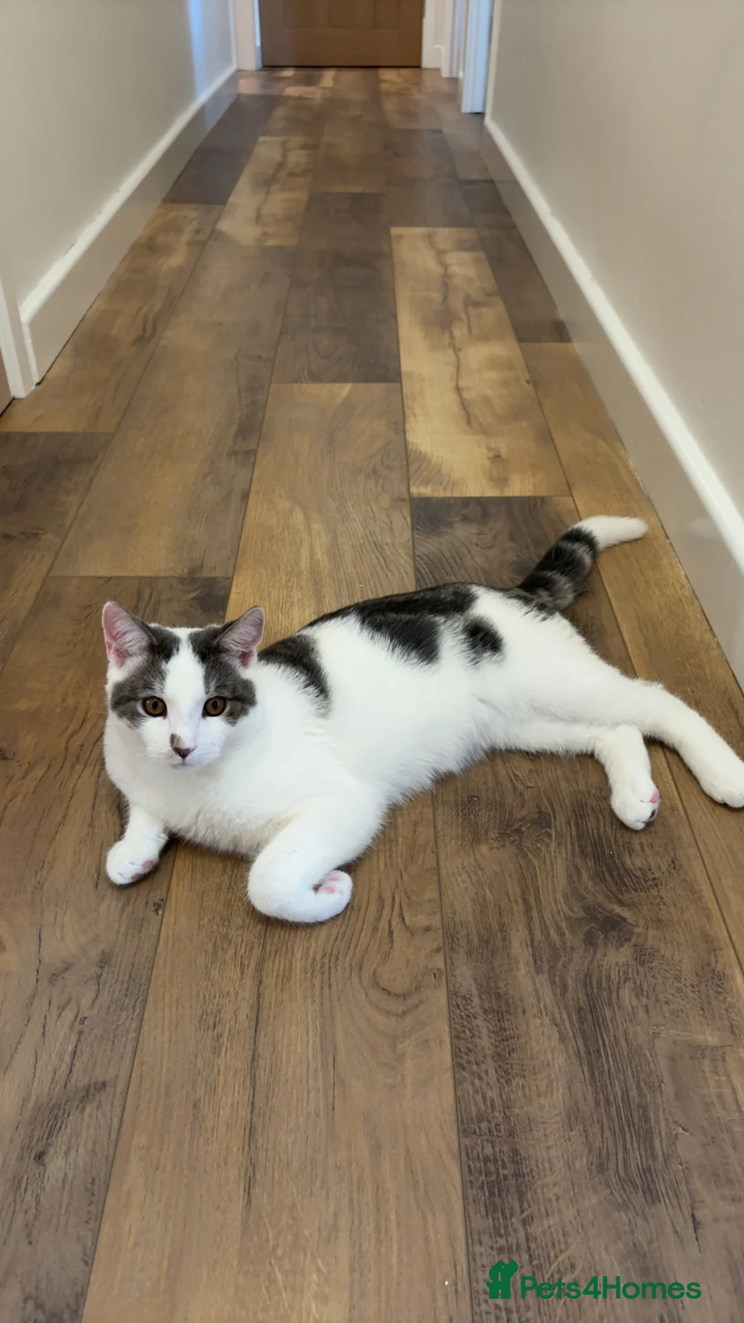 Mixed Breed cats for sale: 6 Month Old Adorable Mix Breed Brother and Sister. - Advert 6