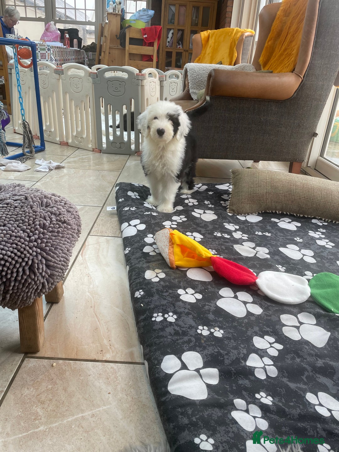 Old English Sheepdog dogs for sale: Kc old English sheep dog puppies  - Image 19