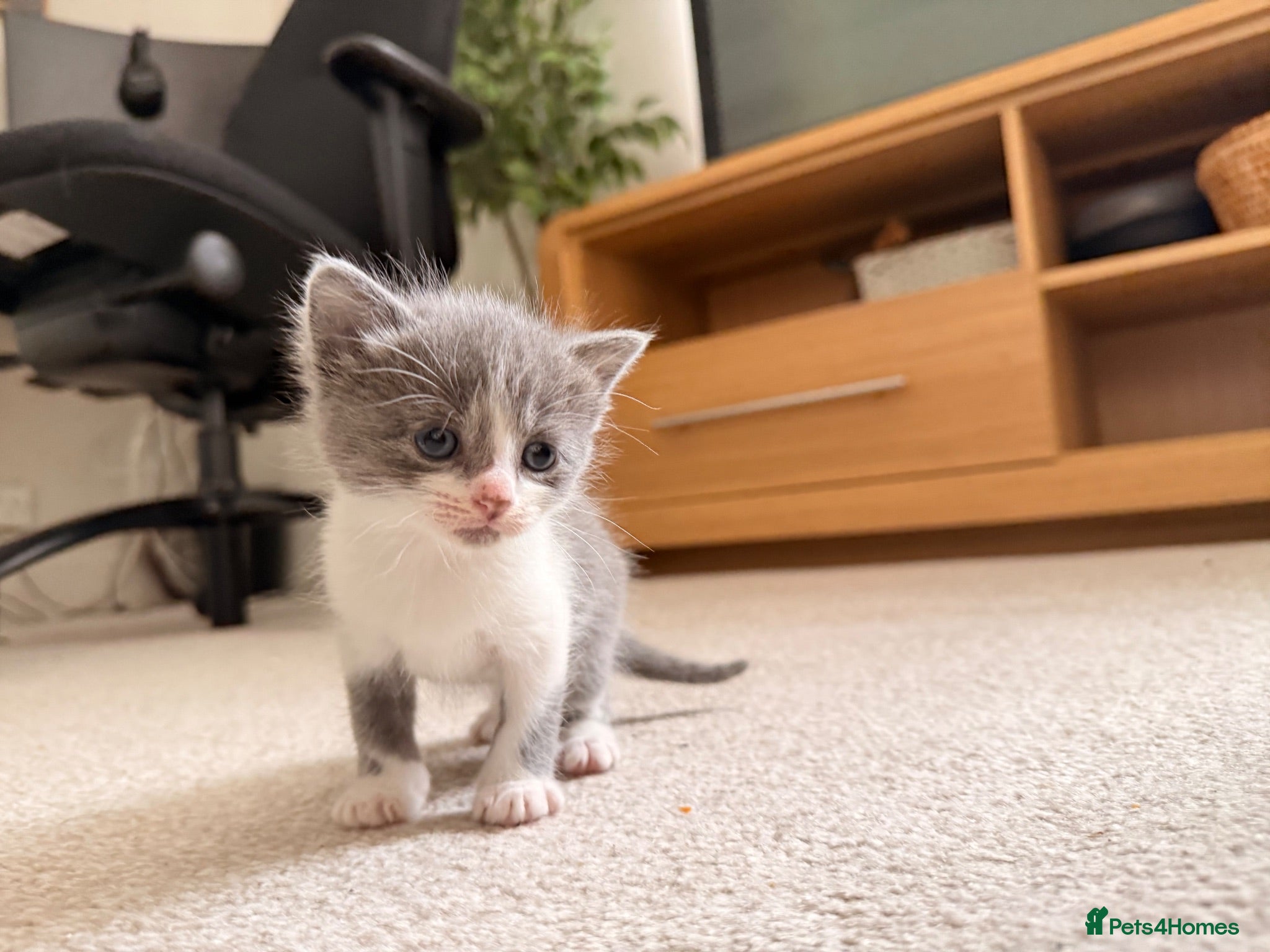 Mixed Breed cats 7 adorable kittens for sale  - Advert 11