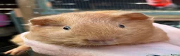 Guinea Pig rodents for sale: Baby guinea pigs  - Advert 3