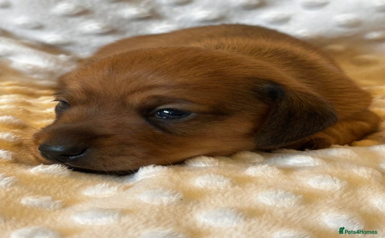 Miniature Dachshund dogs - Advert 14