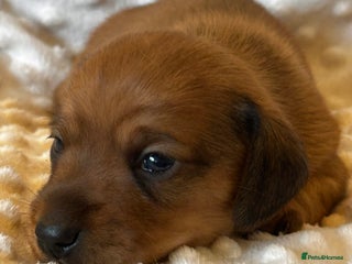 Miniature Dachshund dogs - Advert 5