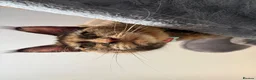 Maine Coon cats for sale: Gorgeous XL Russian line Maine Coon Kittens - Advert 12