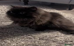 Mixed Breed cats for sale: Beautiful Persian x Russian blue kitten - Image 5