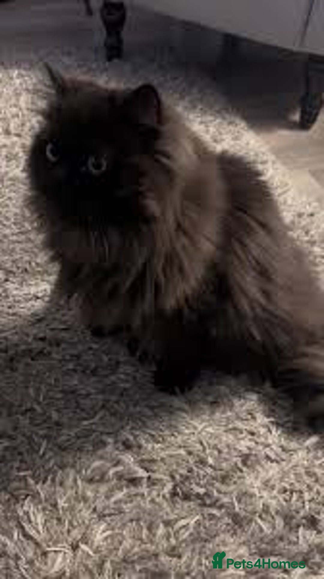 Mixed Breed cats for sale: Beautiful Persian x Russian blue kitten - Image 5