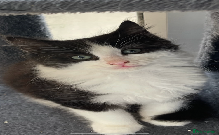 Maine Coon cats - Advert 16