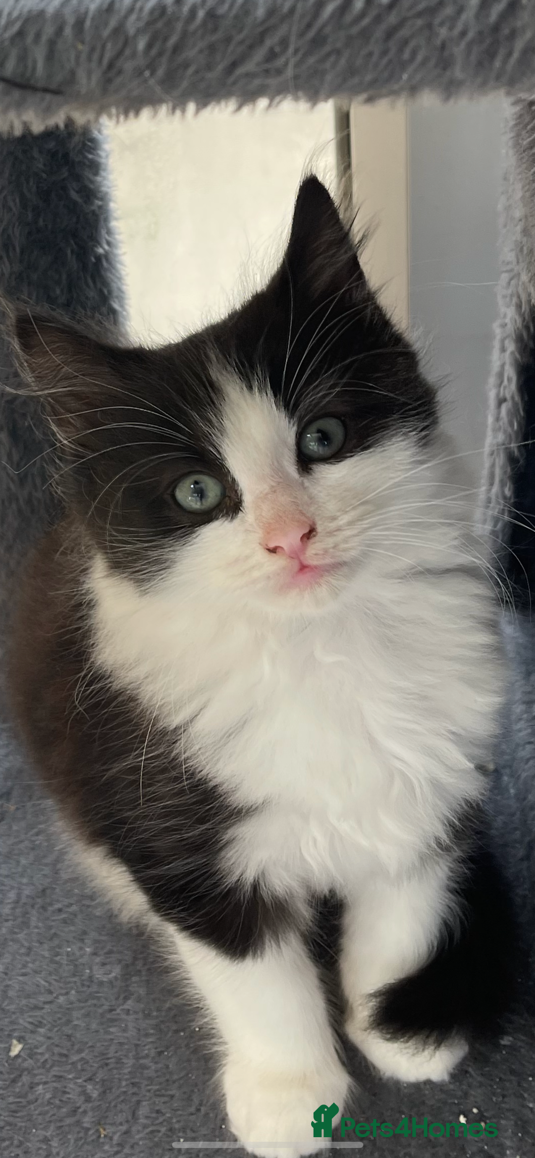 Maine Coon cats for sale: Beautiful chocolate and white male kitten  - Image 1