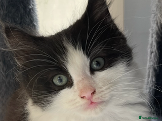 Maine Coon cats - Advert 12