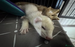 Ferret rodents for sale: 9 Week old male and female ferret (inc everything) - Image 2