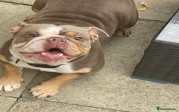 English Bulldog dogs for sale: English bulldog - Image 3