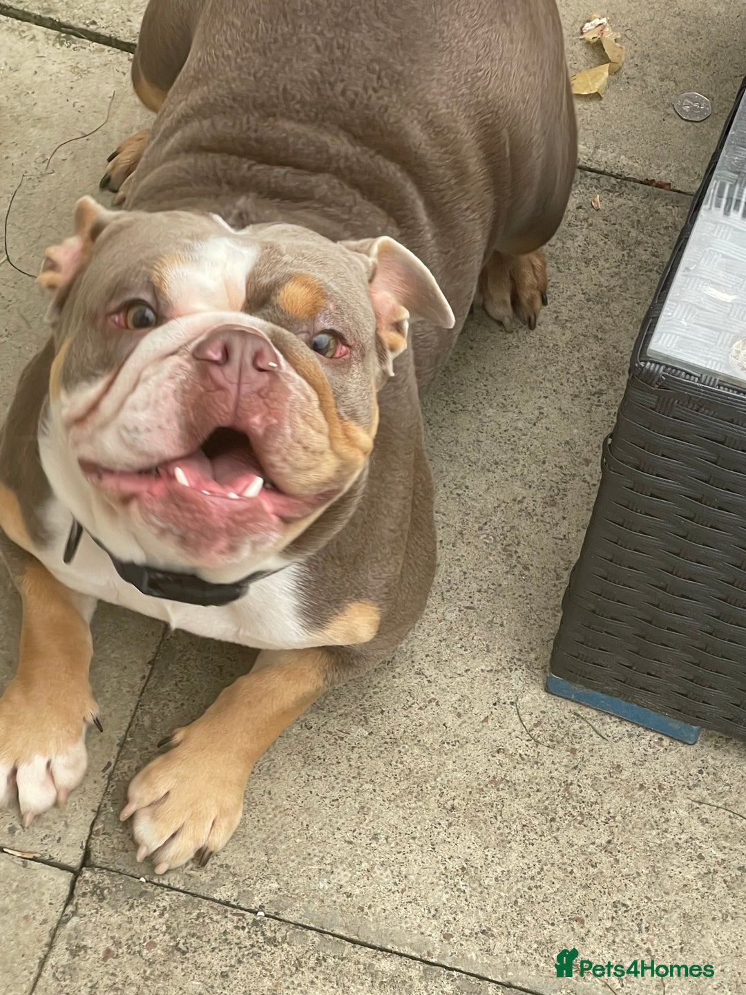 English Bulldog dogs for sale: English bulldog - Image 3