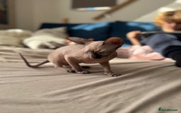 Sphynx cats for sale: Sweet Cream Sphynx Kitten looking for a family - Image 10