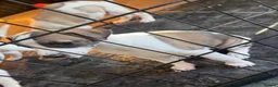 Whippet dogs for sale: KC Registered Whippet Pups in Rotherham - Advert 9