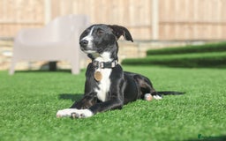 Mixed Breed dogs for adoption: Delightful Dolly - Image 35