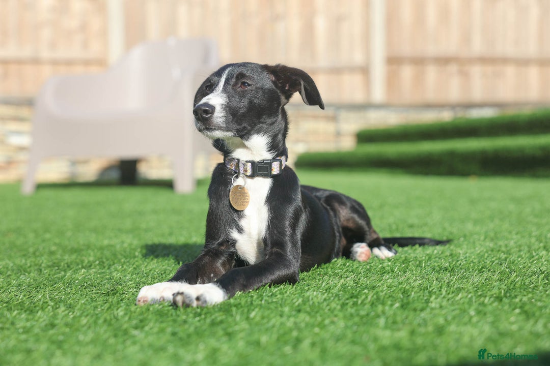Mixed Breed dogs for adoption: Delightful Dolly - Image 35