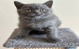 British Shorthair cats for sale: 💜 GCCF British Shorthair Kittens 💙 - Image 5