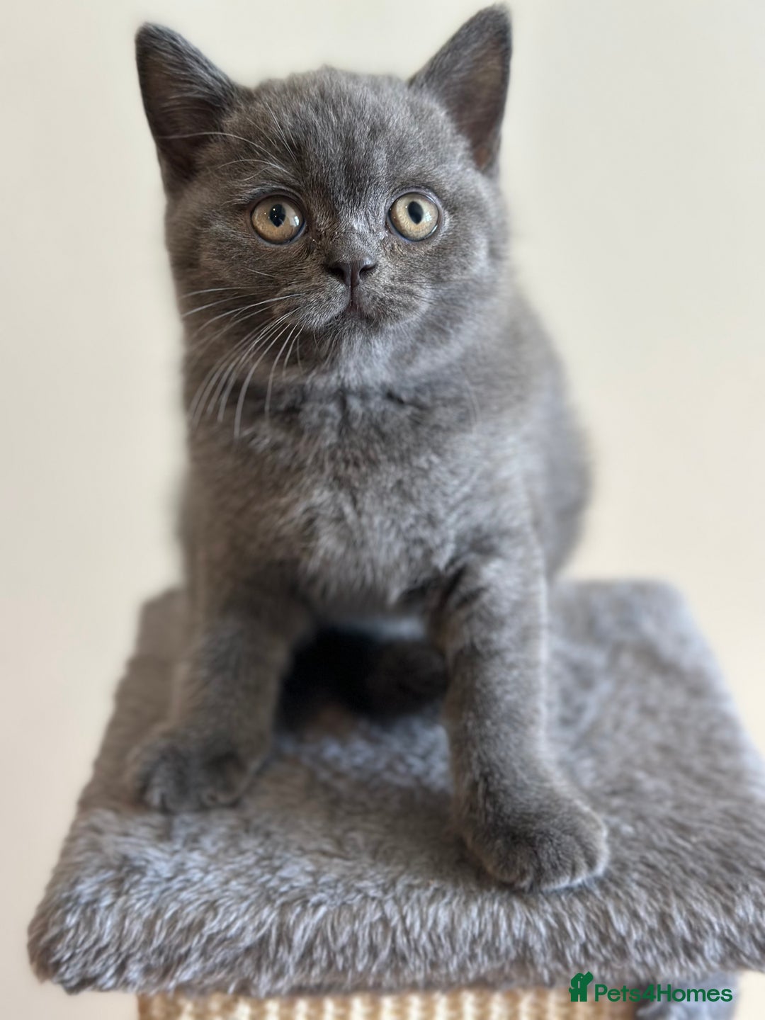 British Shorthair cats for sale: 💜 GCCF British Shorthair Kittens 💙 - Image 5