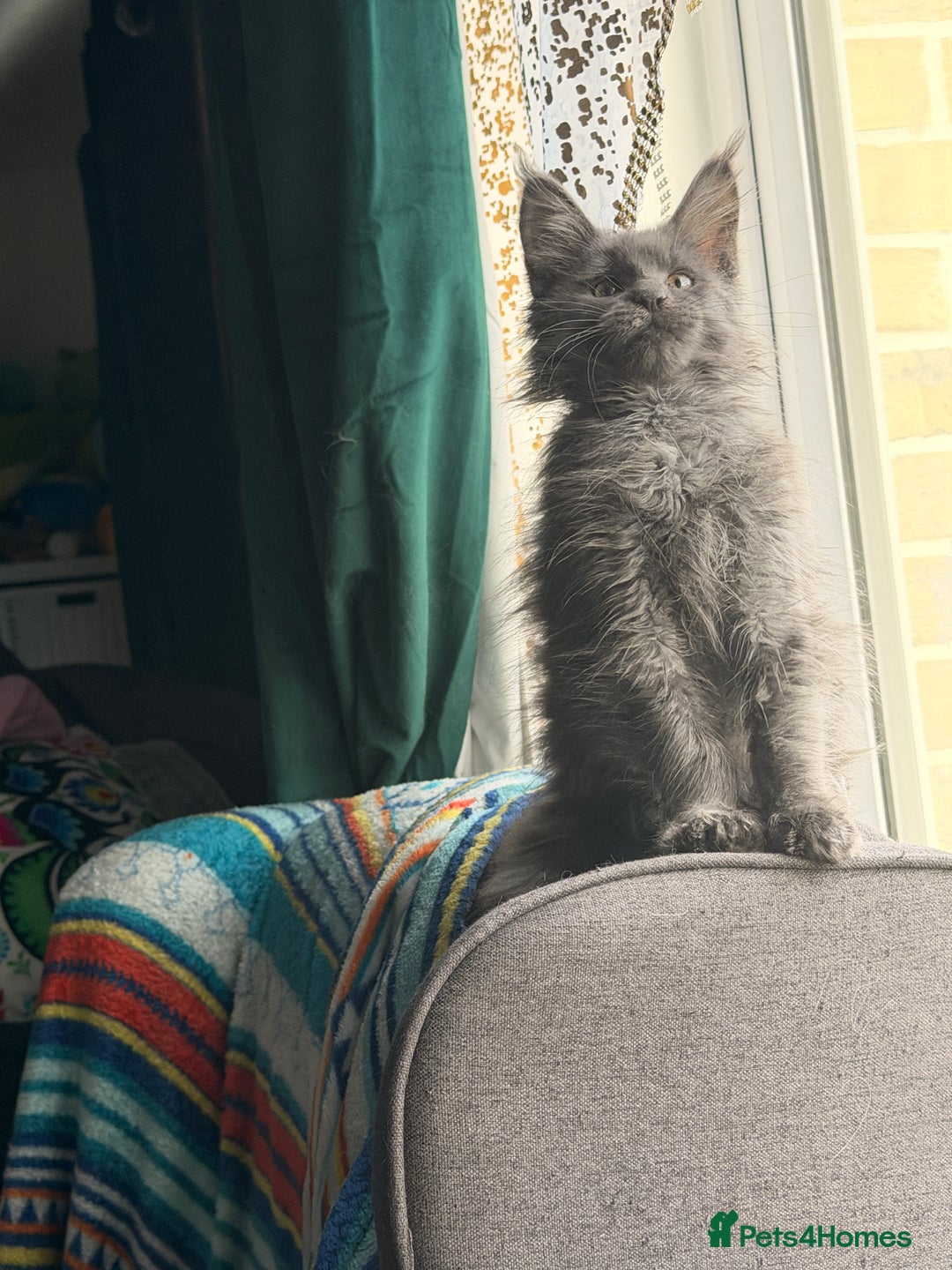 Maine Coon cats for sale: Last girl  - Advert 2