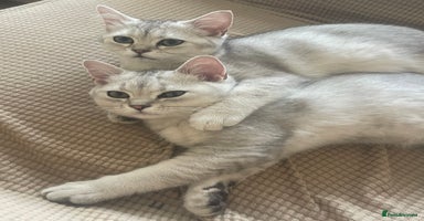Scottish Fold cats - Advert 12