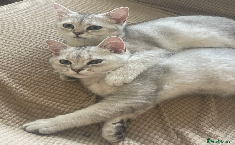 Scottish Fold cats - Advert 1