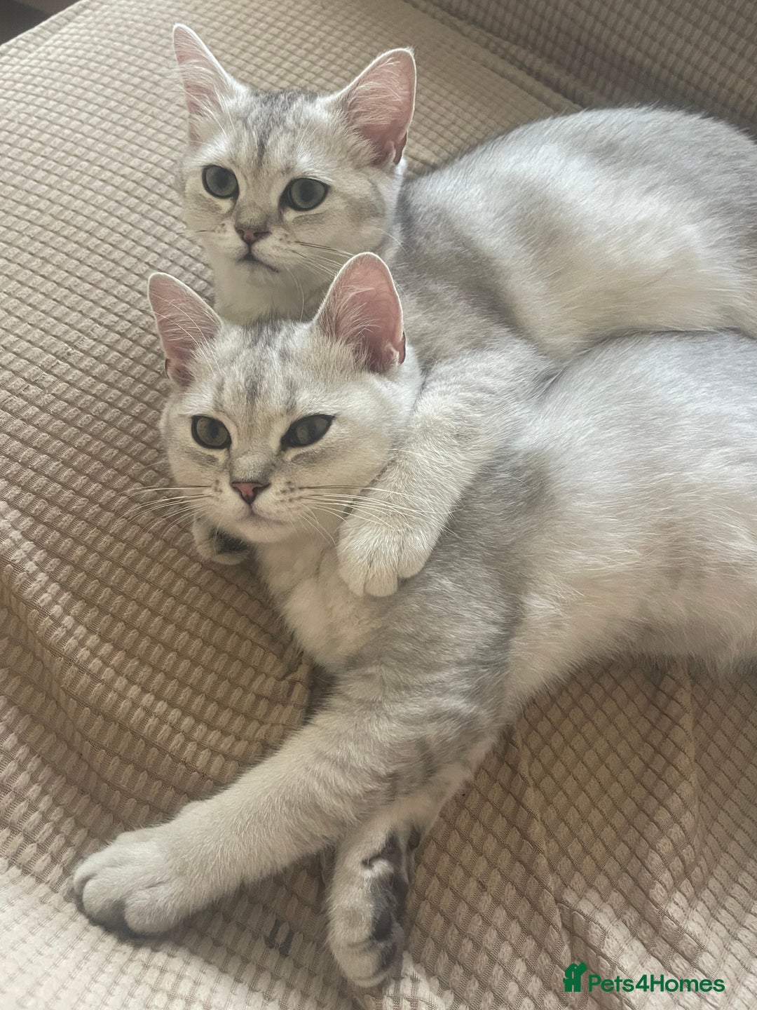 Scottish Fold cats for sale: Scottish fold - Image 1