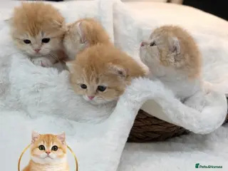 British Shorthair cats 🏆 Ny12 Golden British Shorthairs 🏆 - Advert 18