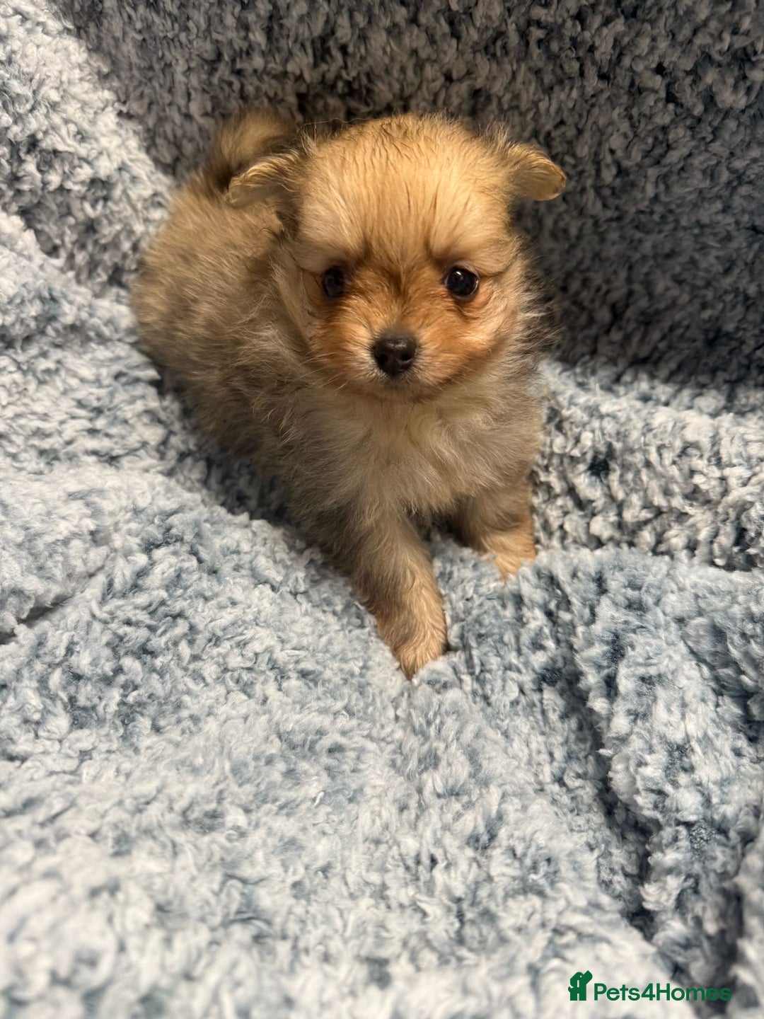 Pomeranian dogs for sale: Puppies Ready for new homes  - Advert 5