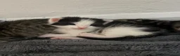 Mixed Breed cats for sale: 8 beautiful kittens for sale❤️ - Advert 30