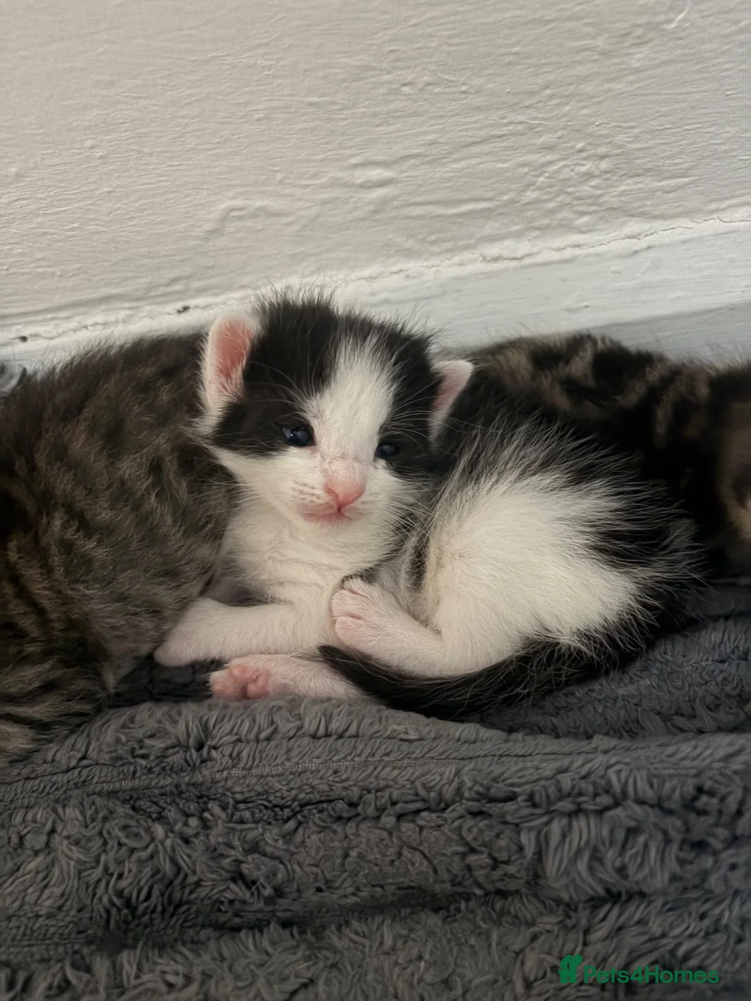 Mixed Breed cats for sale: 8 beautiful kittens for sale❤️ - Advert 30