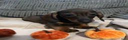 Miniature Dachshund dogs for sale: Beautiful miniature dachshund puppy’s - Advert 4