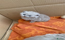 British Shorthair cats for sale: Liliac BSH two female  - Image 9