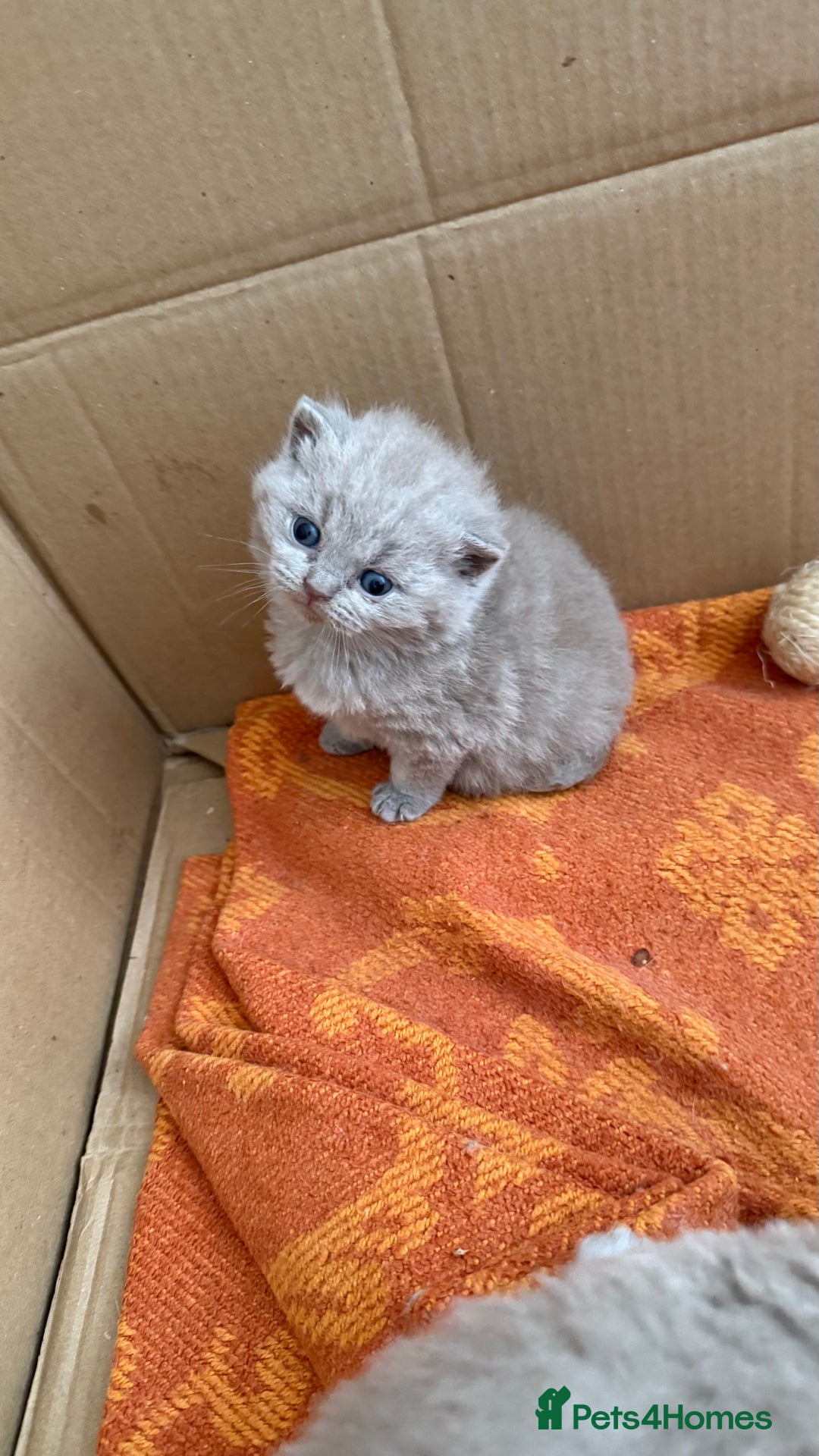 British Shorthair cats for sale: Liliac BSH two female  - Image 9