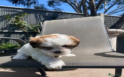 Shih Tzu dogs for sale: beautiful shih tzu puppy ready soon - Image 2