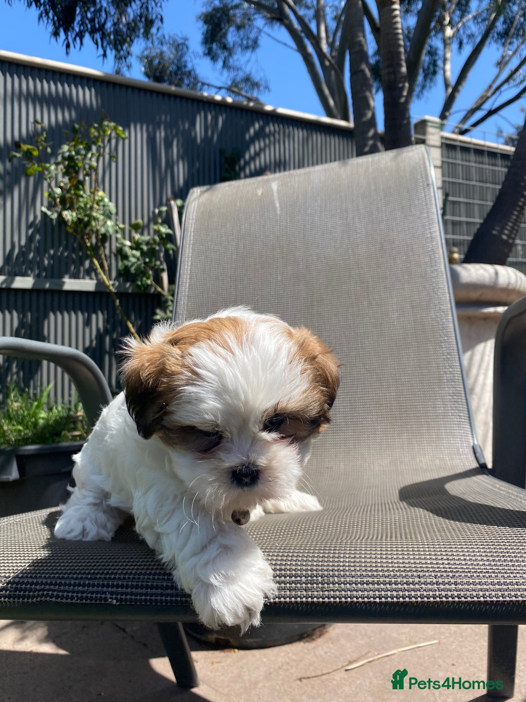 Shih Tzu dogs for sale: beautiful shih tzu puppy ready soon - Image 2