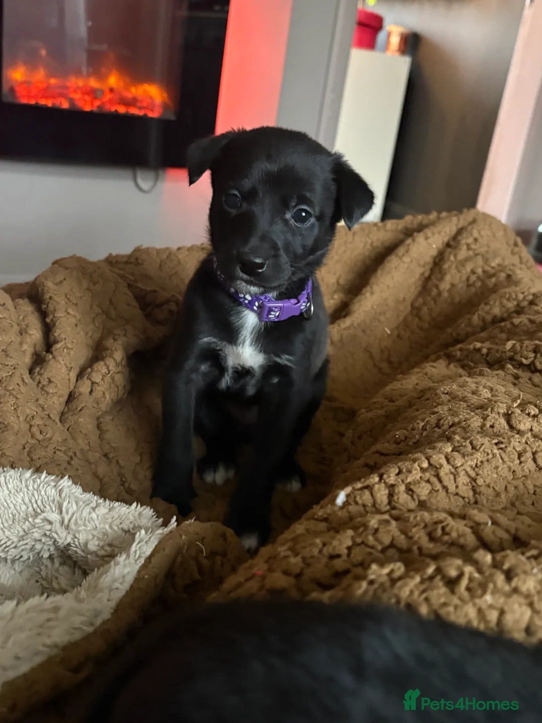 Mixed Breed dogs for sale: Beautiful whippet cross borador puppies - Advert 1