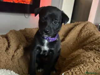 Mixed Breed dogs Beautiful whippet cross borador puppies - Advert 1