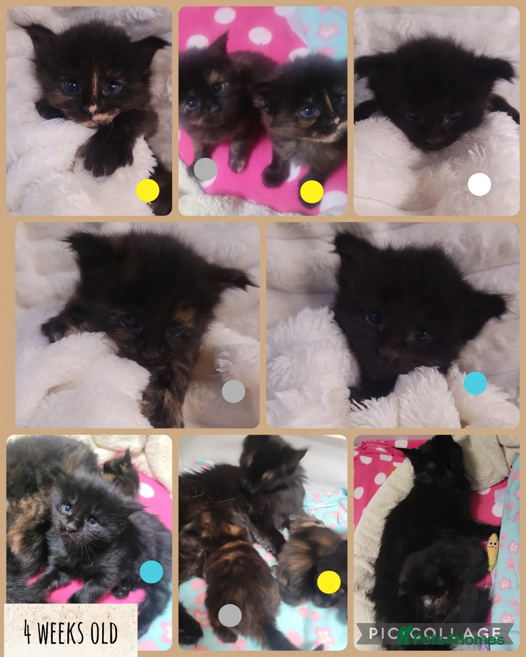 Maine Coon cats for sale: 🐾🐈‍⬛GORGEOUS 6 WEEK OLD MAINE COON KITTENS🐈‍⬛🐾 - Advert 10