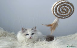 Ragdoll cats for sale: Playful Pedigree Ragdoll Kittens Available - Image 8