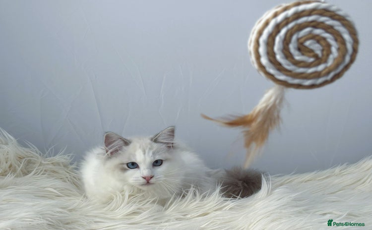 Ragdoll cats Playful Pedigree Ragdoll Kittens Available - Advert 1