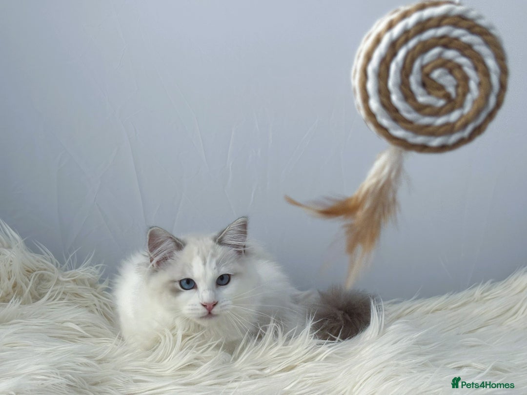 Ragdoll cats for sale: Playful Pedigree Ragdoll Kittens Available - Image 8