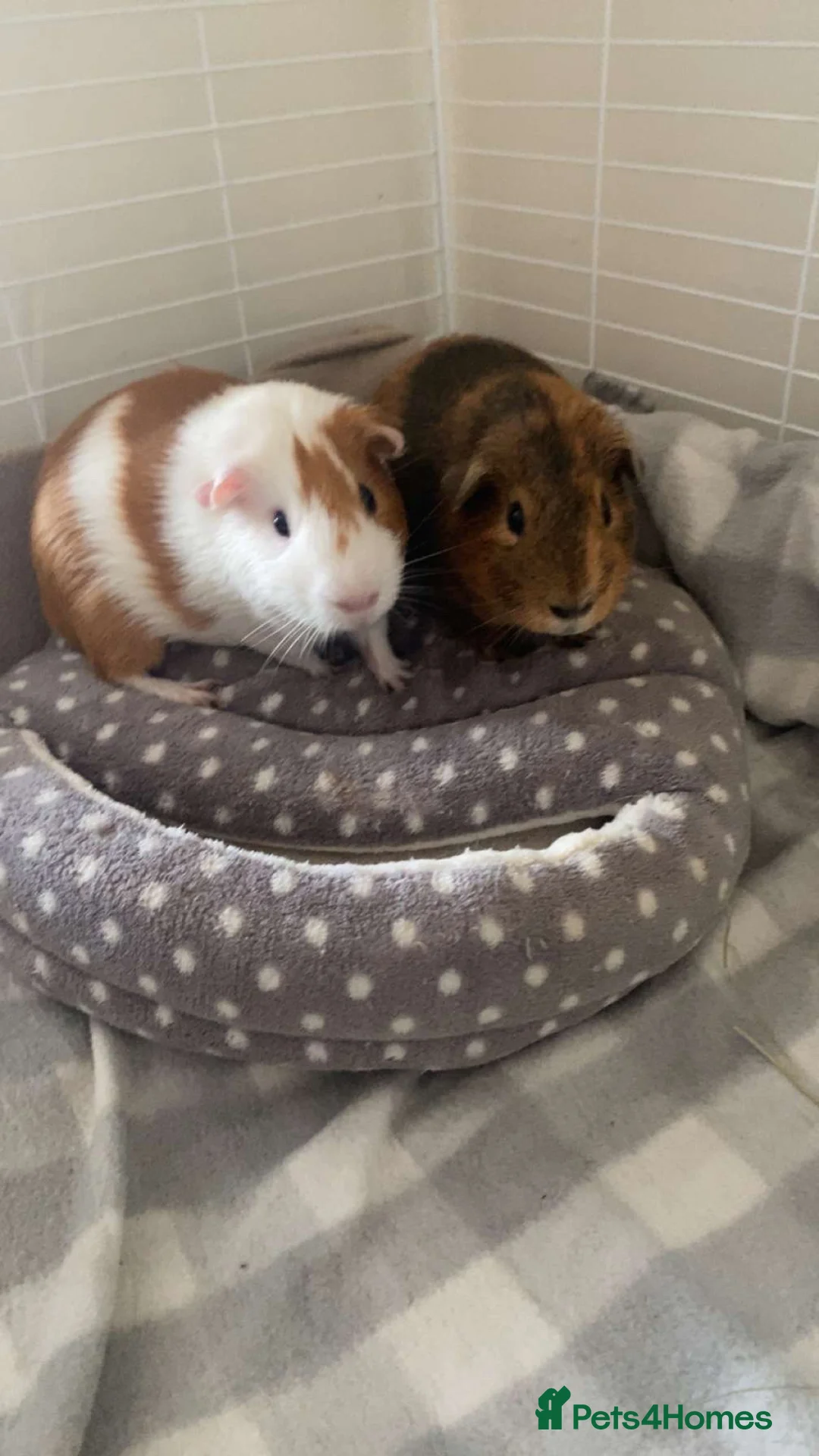 Guinea Pig rodents for sale: Ben & Kevin  - Advert 2