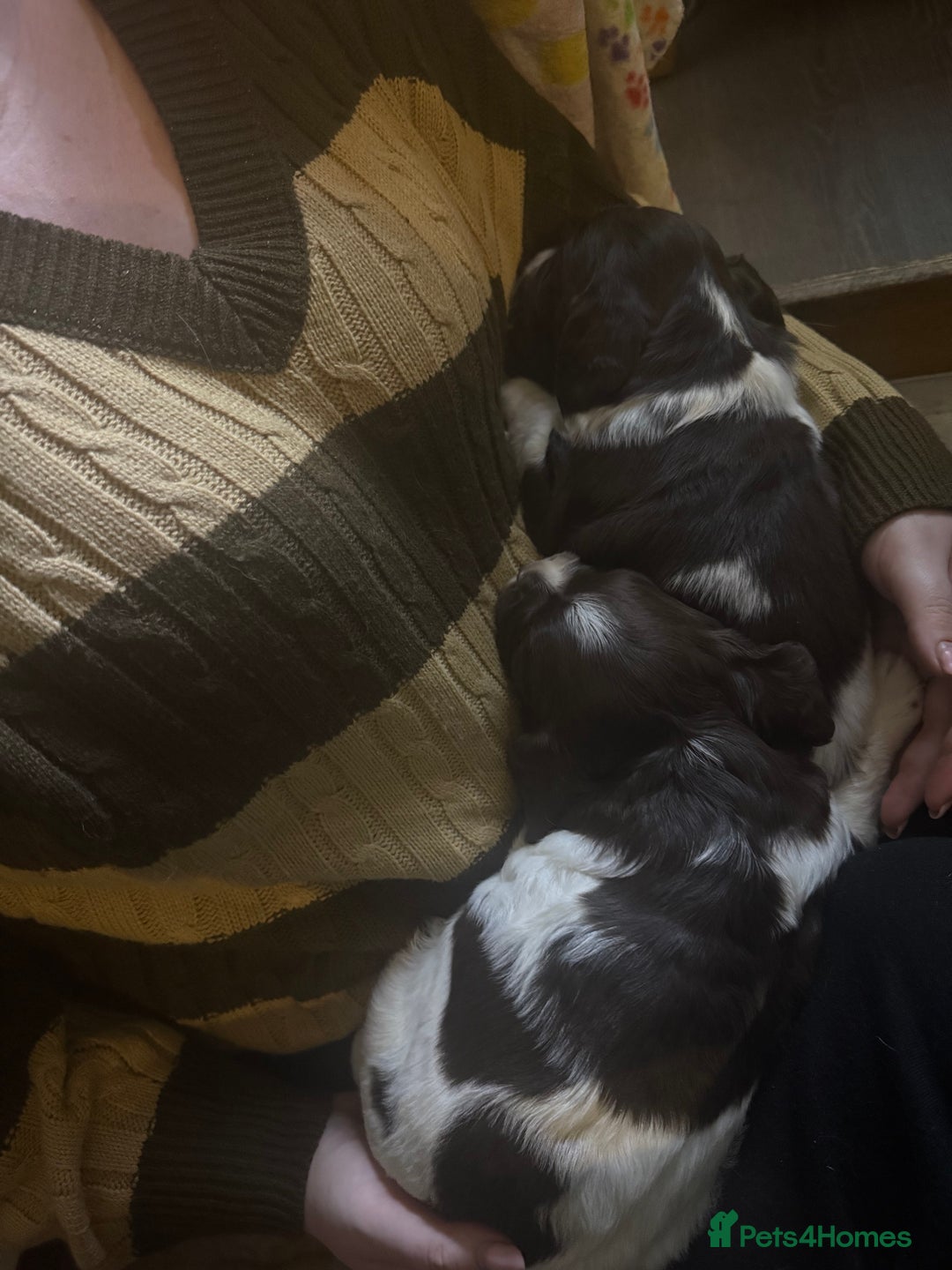 English Springer Spaniel dogs for sale: English Springer Spaniel Puppies - Advert 17