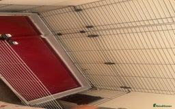 Lionhead rabbits for sale: Rabbits 2 boys  - Image 3