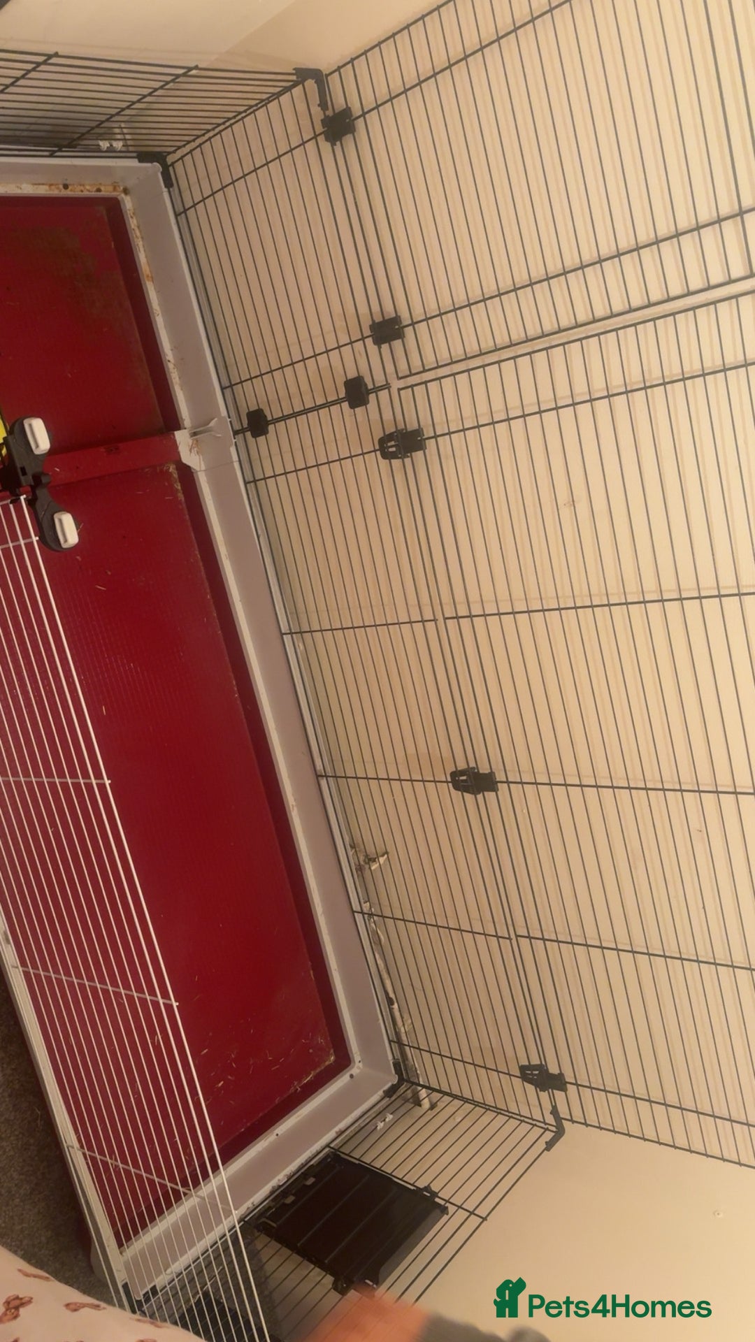 Lionhead rabbits for sale: Rabbits 2 boys  - Image 3