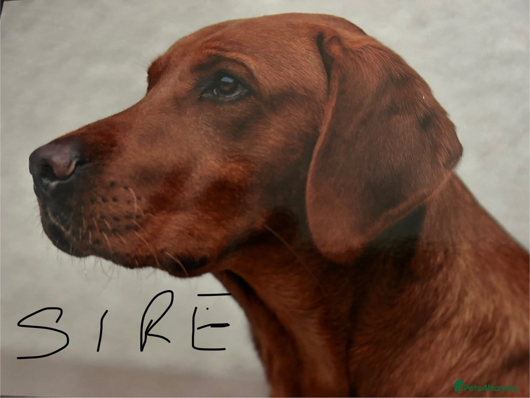 Labrador Retriever dogs for sale: FOX RED LABRADOR PUPPIES  - Image 7