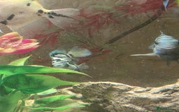 Cichlids fish for sale: Polar blue parrots - Image 5