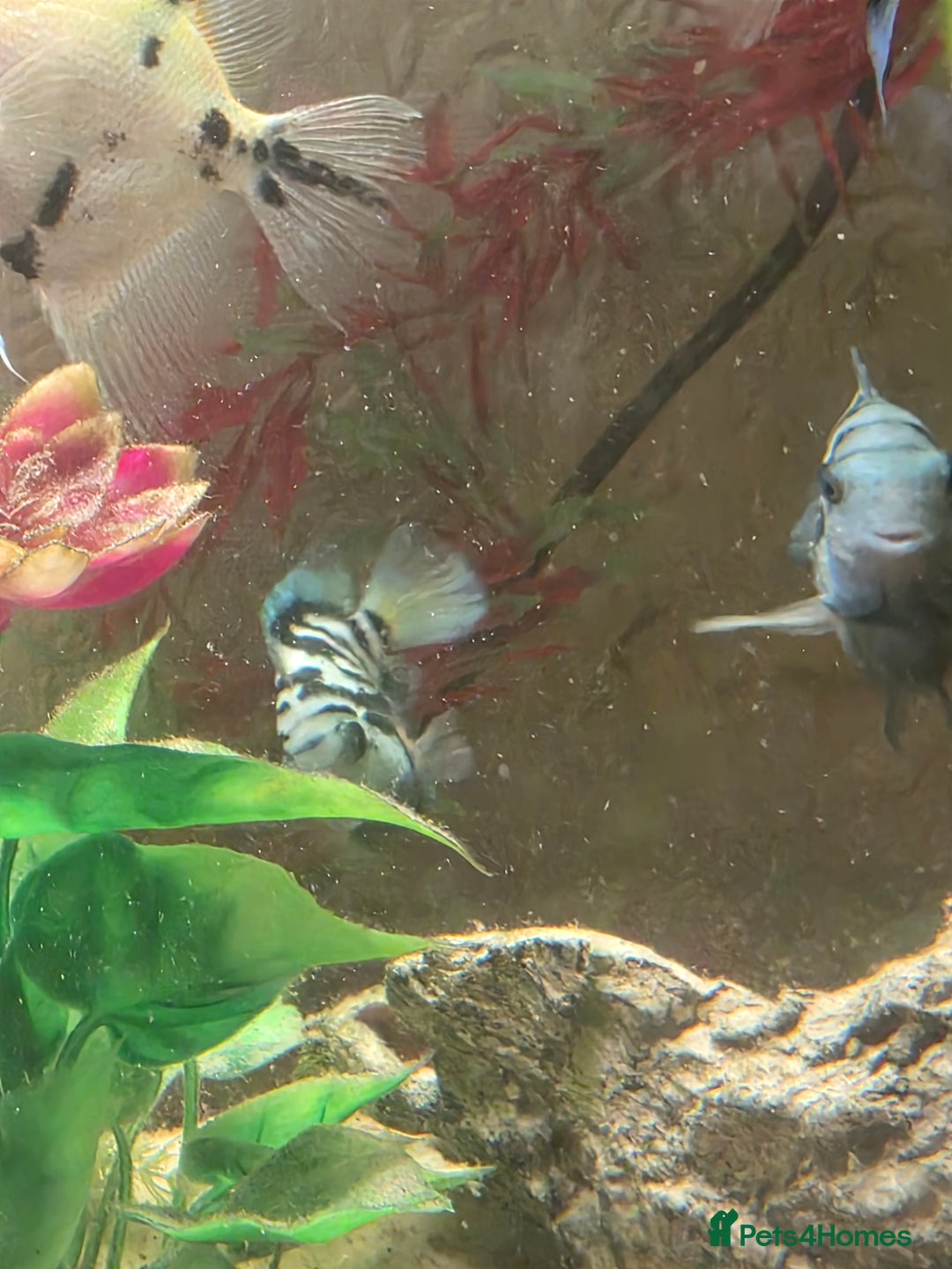 Cichlids fish for sale: Polar blue parrots - Image 5