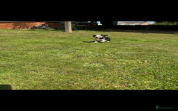 Border Collie dogs for sale: Gorgeous Border Collie Puppies  - Image 16