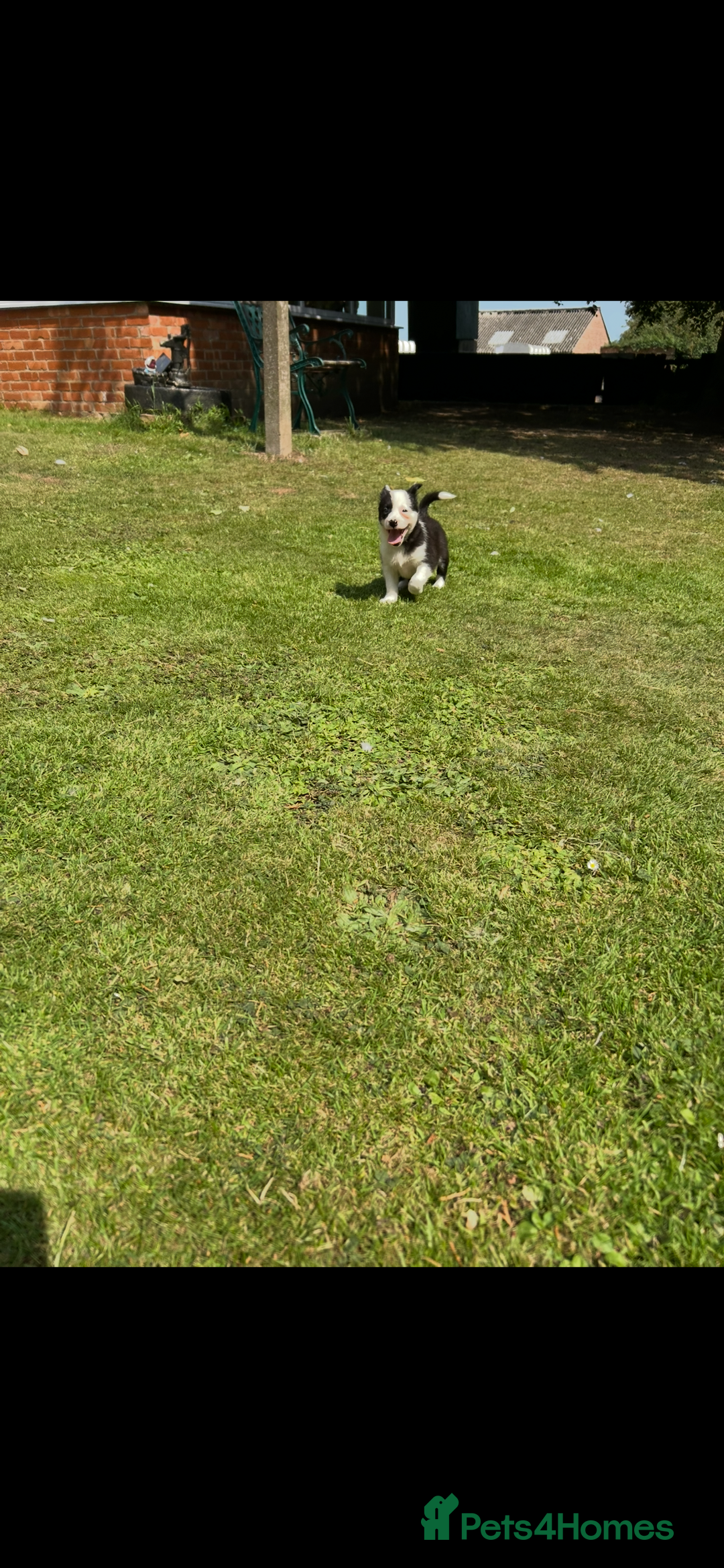Border Collie dogs for sale: Gorgeous Border Collie Puppies  - Image 16